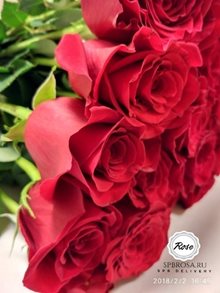 фото 25 красных роз 